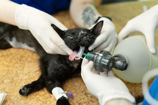 Veterinarian surgery, putting anesthesia breathing circuit set to cat mouth.