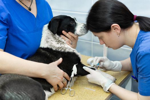 Vet puts a catheter on the dog at the veterinary clinic.