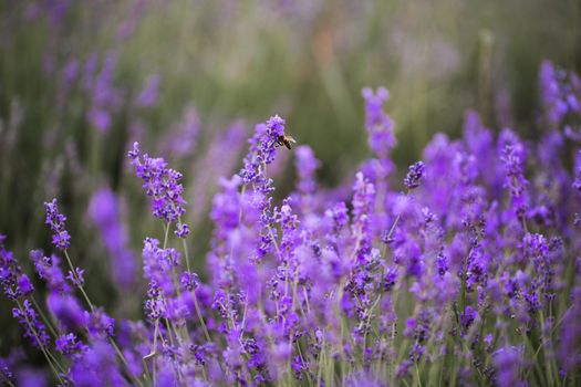 Purple lavender field on the Crimean peninsula