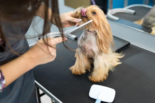 Grooming animals, grooming, drying and styling dogs, combing wool. Grooming master cuts and shaves, cares for a dog. Beautiful Yorkshire Terrier.