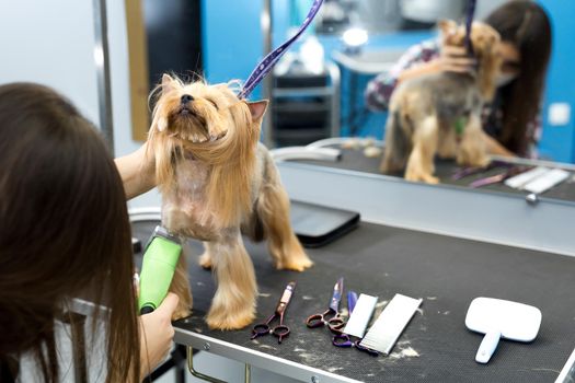 Veterinarian trimming a yorkshire terrier with a hair clipper in a veterinary clinic. Female groomer haircut Yorkshire Terrier on the table for grooming in the beauty salon for dogs.