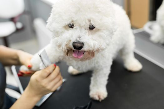 Groomer performing combing and haircut a dog Bichon Frise in the Barber shop for dogs.