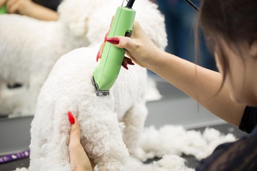 Groomer trimming a small dog Bichon Frise with an electric hair clipper. Cutting hair in the dog hairdresser a dog Bichon Frise. Hairdresser for animals.