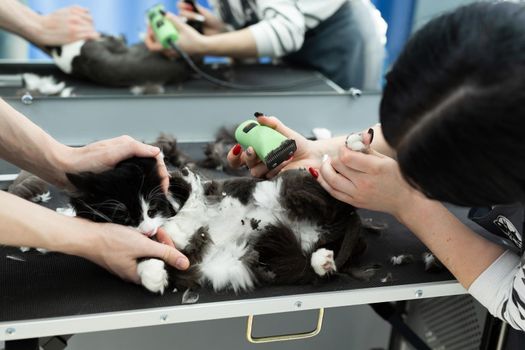Cat grooming in pet beauty salon. Grooming master cuts and shaves a cat, cares for a cat. The vet uses an electric shaving machine for the cat