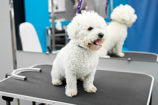 Dog Bichon Frise stands on a table in a veterinary clinic.