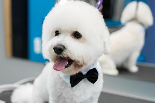 Portrait of a Bichon Frise after a haircut on the grooming table.
