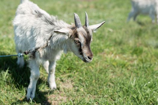 A young goat grazes in a meadow