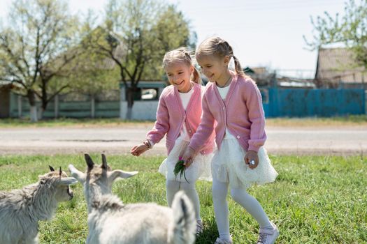 Two little twin sisters feed goats in a meadow in the village