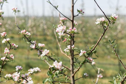 Close-up of an Apple tree branch in bloom