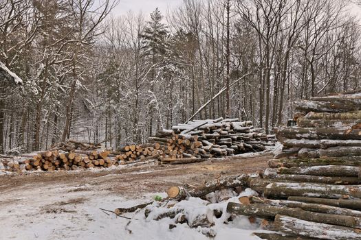Freshly Harvested Timber from a Logging Operation Piled by the Forest in Winter