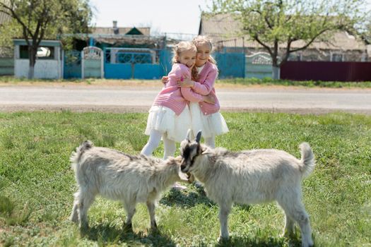 Two little twin sisters watch goats in a meadow in the village and hug