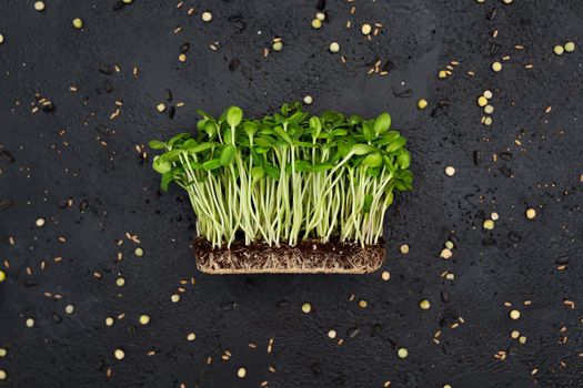 Sprouts vegetable sunflower micro, microgeen. Healthy food for decorating dishes.