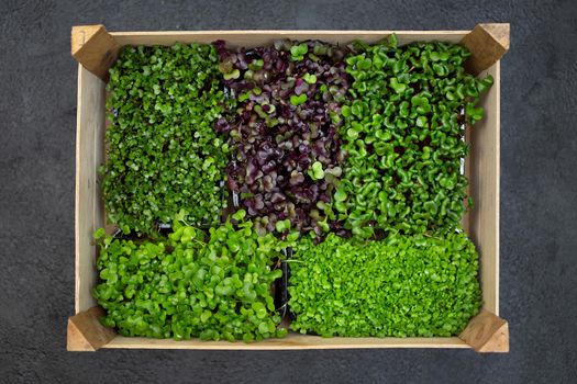 Mixed micro-greens in trays for growing in a wooden box. Microgreens of sunflower, radish and cabbage
