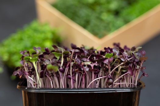 Fresh microgreens. Close-up of microgreens of purple radish. Germination of seeds at home
