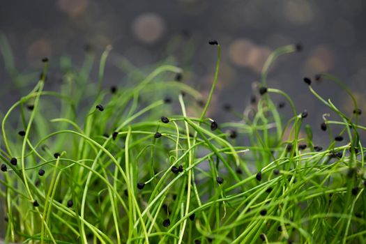 Micro shoots of green onions in close-up, microgreen.