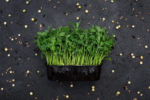 Sprouts vegetable of peas, microgrid, healthy food for decorating dishes.Vegetable alfalfa sprouts, micro, many microgreen, close-up.