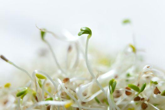 A closeup shot of fresh and raw alfalfa sprouts.