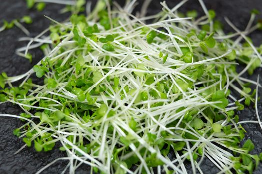 Close-up of microgreen broccoli. Concept of home gardening and growing greenery indoors.