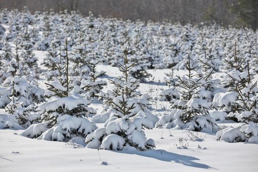 A field full of planted baby evergreen trees covered in snow