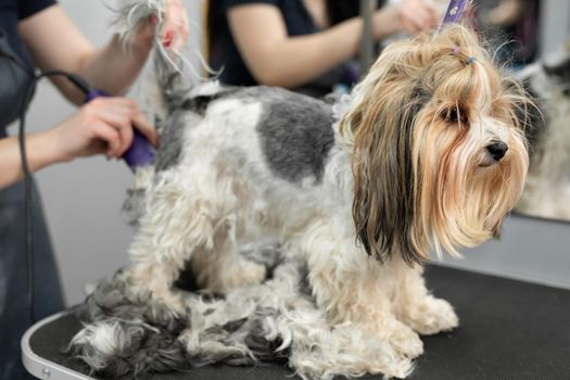 A groomer shaves a dog's fur with a razor in a barber shop