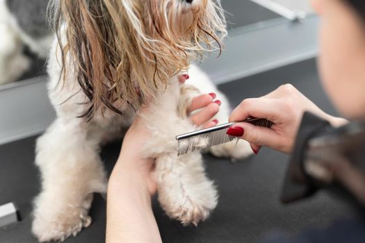 A female groomer combing a yorkshire terrier with comb