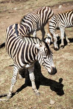 A herd of zebras in the wild. Mauritius