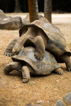 Huge Seychelles tortoises mating at the zoo