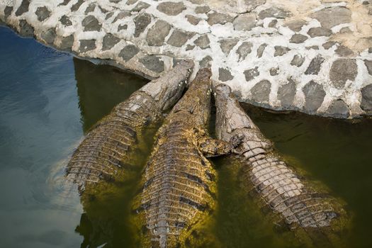 Crocodiles in the La Vanilla reserve, Mauritius.