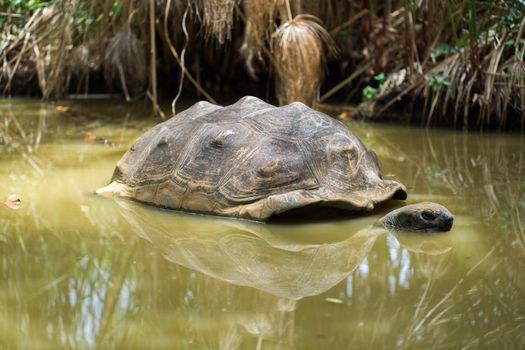 A large Seychelles turtle in a swamp