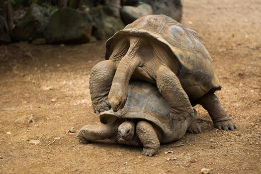 Huge Seychelles tortoises mating at the zoo