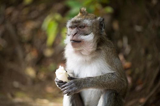 A monkey eats a banana in a natural environment park