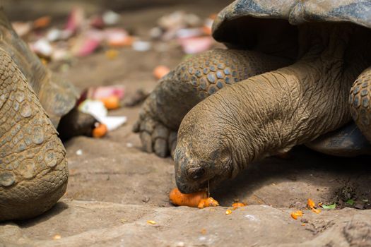 Many giant tortoises eat vegetables. Mauritius, La vanille.