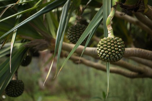 Pandanus fruits grow on a tree on the island
