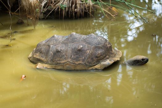 A large Seychelles turtle in a swamp
