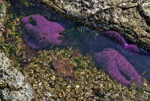 Purple Starfish or Sea Stars in a Tide Pool on Vancouver Island