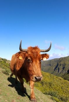 Golden brown cow walking along the edge of a mountain in Madeira, Portugal.