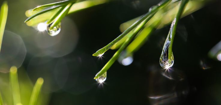 Drops of rain with sunbeams on the needles of the pine branch. Nature background