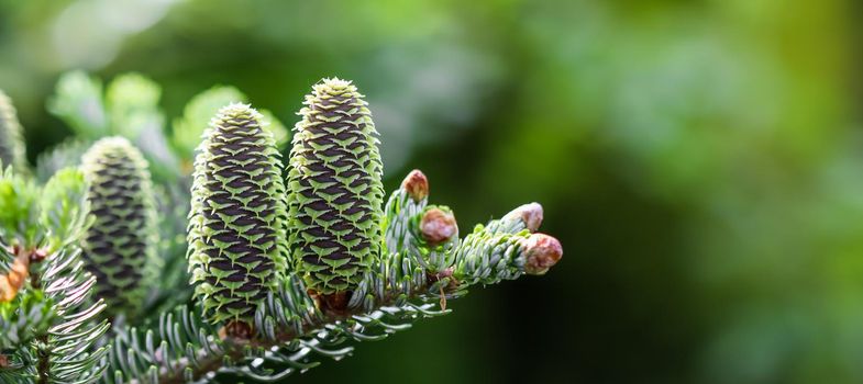 A branch of Korean fir with cones and raindrops on blurred background