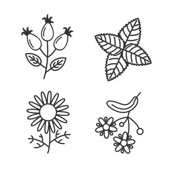 Vector set with icons of herbs and plants. Tea packaging template, peppermint and chamomile, rosehip and linden. Organic natural product, bio herbal tea, healthy food.