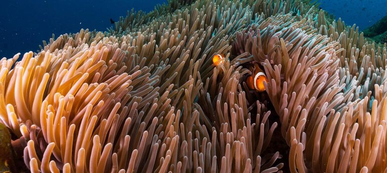 Indonesia underwater pictures
