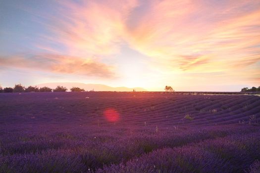 Beautiful lavender field landscape on a sunset. High quality photo