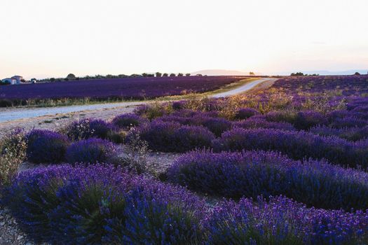 Beautiful lavender field landscape on a sunset. High quality photo
