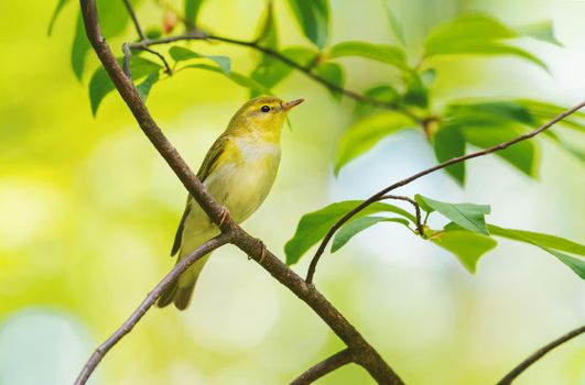 spring bird sits on a branch in the forest
