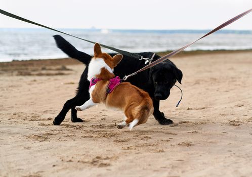 Two dogs on leash met on sandy beach and play with each other. Pets on walk. Summer day on coastline