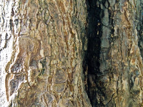 Close up to tree surface