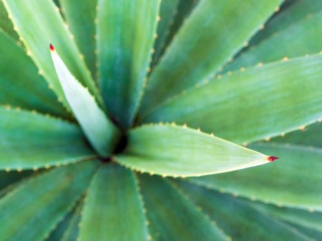 Succulent plant close-up, thorn and detail on leaves of Agave plant