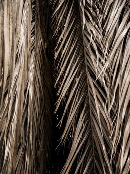 Brown strips of dry palm leaf parts. Abstract background
