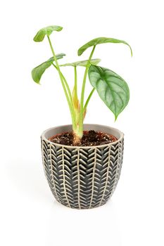 Exotic Alocasia Silver Dragon houseplant in dark textured pot.