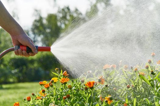 unrecognizable person waters flowers and plants with hose in home garden