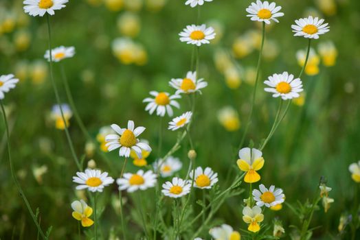 Flowering. Chamomile. Blooming chamomile field, Chamomile flowers on a meadow in summer, Selective focus
